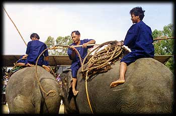 งานช้าง, งานช้างสุรินทร์, ก่อนออกไปคล้องช้าง