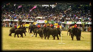 งานช้าง, งานช้างสุรินทร์ ,ช้างเล่นฟุตบอล