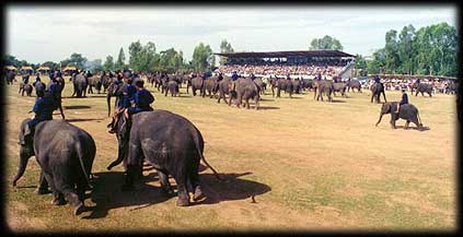 ช้าง, งานช้างสุรินทร์