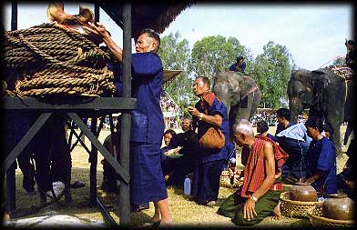 ช้าง