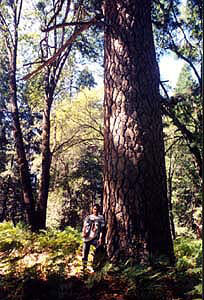 Yosemite National Park