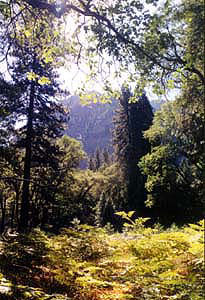 Yosemite National Park